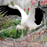 巣の中でくちばしを広げ親鳥にえさをねだるコウノトリのひな＝６日午前、淡路市内（撮影・岡本好太郎）