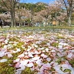 空を舞った花びらが地面へ。見頃は早くも終わろうとしている＝高砂市阿弥陀町地徳