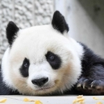 神戸市立王子動物園のジャイアントパンダ「タンタン（旦旦）」。心臓疾患の可能性があり、投薬治療を始めた＝神戸市灘区王子町３