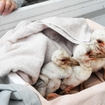保護された３羽のひな（兵庫県立コウノトリの郷公園提供）