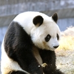 神戸市立王子動物園のジャイアントパンダ「タンタン（旦旦）」。心臓疾患の可能性があり、投薬治療を始めた＝神戸市灘区王子町３