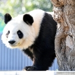 神戸市立王子動物園のジャイアントパンダ「タンタン（旦旦）」。心臓疾患の可能性があり、投薬治療を始めた＝神戸市灘区王子町３