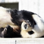 神戸市立王子動物園のジャイアントパンダ「タンタン（旦旦）」。心臓疾患の可能性があり、投薬治療を始めた＝神戸市灘区王子町３