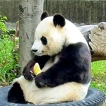 心臓疾患の疑いで投薬治療が始められたタンタン＝王子動物園（神戸市提供）