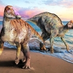 洲本市で化石が発見されたヤマトサウルス（左）と、同時代の北海道に生息していたとされるカムイサウルス（右）の復元画（（Ｃ）服部雅人）