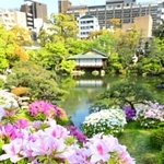 日本庭園に彩りを添えるツツジ＝神戸市中央区中山手通５、相楽園