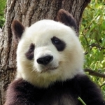 心臓の収縮力が下がり、強心薬の投与を受け始めたジャイアントパンダのタンタン＝３０日午前、王子動物園（神戸市提供）