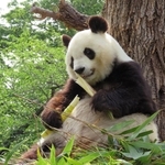 心臓の収縮力が下がり、強心薬の投与を受け始めたジャイアントパンダのタンタン＝３０日午前、王子動物園（神戸市提供）