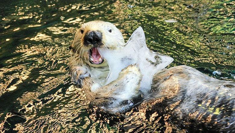 神戸新聞next 総合 国内最高齢２２歳 ラッコの ラッキー 死ぬ スマスイの人気者