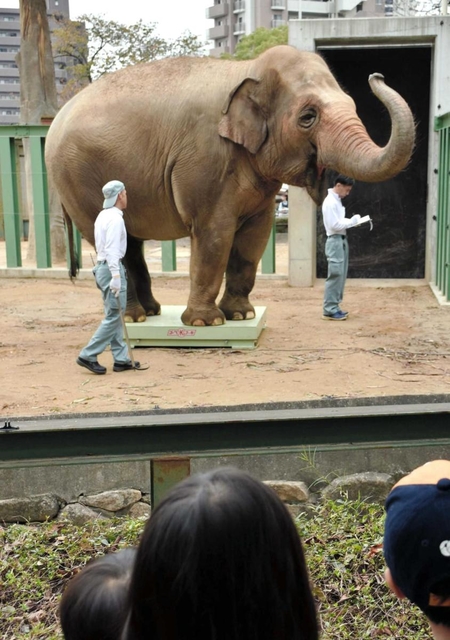 体重計に乗るズゼ＝神戸市立王子動物園