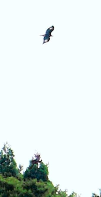 昨年７月に巣立ちが確認されたニホンイヌワシの幼鳥＝但馬地域