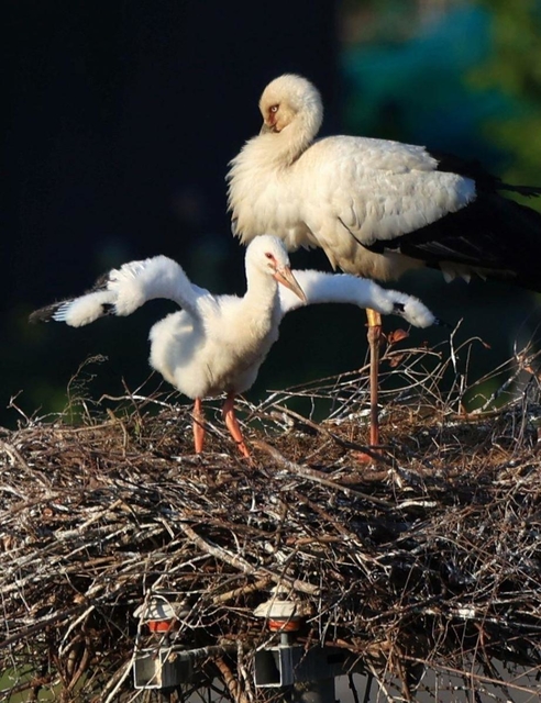 巣の上で羽を大きく動かすコウノトリのひな（左）＝淡路市内