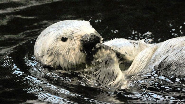 国内最高齢の２２歳で死んだラッコの雄「ラッキー」＝神戸市立須磨海浜水族園（同園提供）