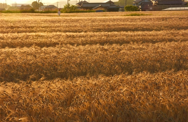 夕日を浴び、輝きを増した大麦畑＝兵庫県稲美町加古