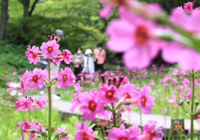 かれんなピンクの花を咲かせたクリンソウ＝神戸市灘区六甲山町