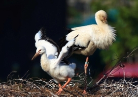 小さな羽を広げるコウノトリのひな＝淡路市内（撮影・鈴木雅之）