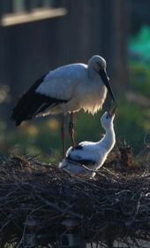 早朝の光を浴び、親鳥と触れ合うコウノトリのひな＝淡路市内（撮影・鈴木雅之）