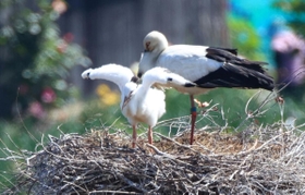 大きく羽を動かすコウノトリのひな＝淡路市内（撮影・鈴木雅之）