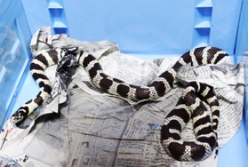 民家に体長1・5メートルのヘビ 白と黒のしま模様「最初は