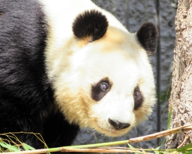 帰国発表から１年となる「タンタン」＝神戸市灘区王子町３、市立王子動物園（提供写真）