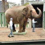 体重計に乗るズゼ＝神戸市立王子動物園