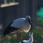 早朝の光を浴び、親鳥と触れ合うコウノトリのひな＝淡路市内（撮影・鈴木雅之）
