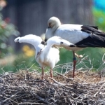 大きく羽を動かすコウノトリのひな＝淡路市内（撮影・鈴木雅之）