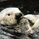 国内最高齢の２２歳で死んだラッコの雄「ラッキー」＝神戸市立須磨海浜水族園（同園提供）