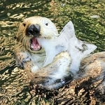 国内最高齢の２２歳で死んだラッコの雄「ラッキー」＝神戸市立須磨海浜水族園（同園提供）