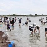 営業を再開した潮干狩り場で貝を探すマスク姿の親子連れら＝１５日午前、たつの市御津町黒崎