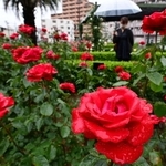 雨の滴をまといながら咲き誇る街頭のバラ＝１７日午前、神戸市東灘区岡本２（撮影・秋山亮太）
