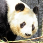 帰国発表から１年となる「タンタン」＝神戸市灘区王子町３、市立王子動物園（提供写真）