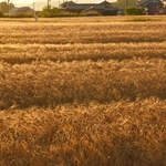 夕日を浴び、輝きを増した大麦畑＝兵庫県稲美町加古