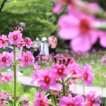 かれんなピンクの花を咲かせたクリンソウ＝神戸市灘区六甲山町