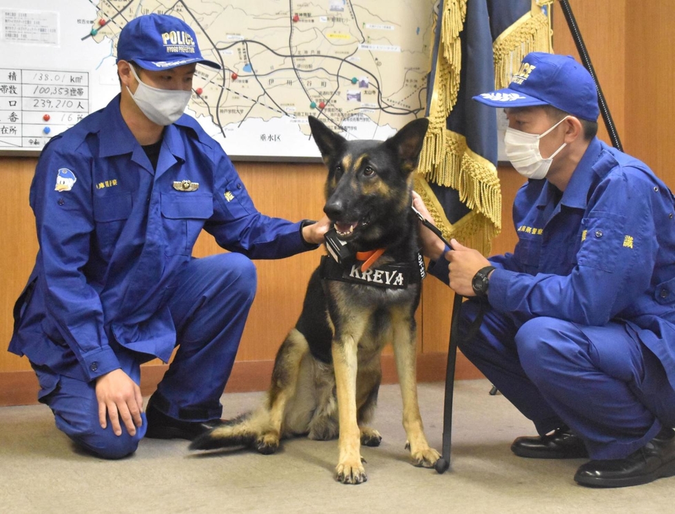 神戸新聞next 総合 復帰後にお手柄続き 警察犬クレバ号が不明男性発見に貢献