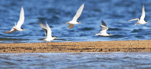 日差しを浴びて羽ばたくコアジサシ＝西宮市の夙川河口