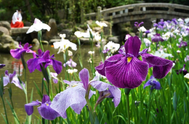 池のほとりであでやかに咲くハナショウブ＝西宮神社