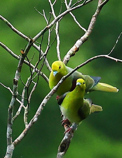 アオバトの雄（奥）と雌。求愛活動中のためか、こちらの存在に気付かずに体を寄せ合っていた＝兵庫県香美町