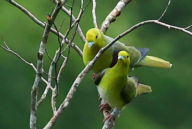 アオバトの雄（奥）と雌。求愛活動中のためか、こちらの存在に気付かずに体を寄せ合っていた＝兵庫県香美町