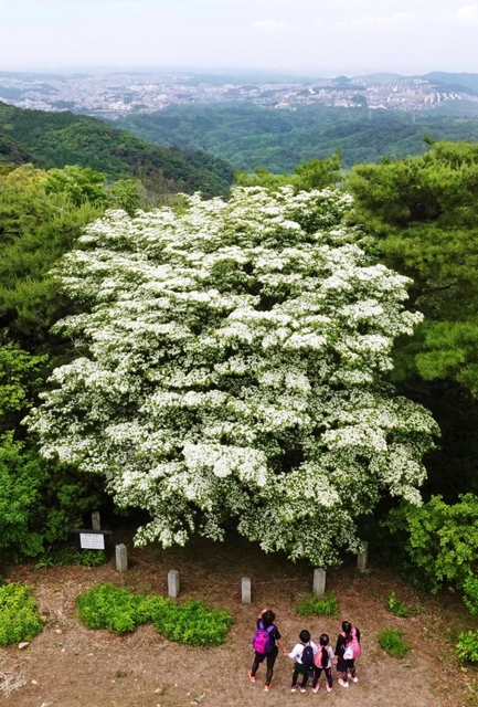 緑が広がる山上で真っ白に輝くヤマボウシ＝神戸市灘区摩耶山町、摩耶山天上寺