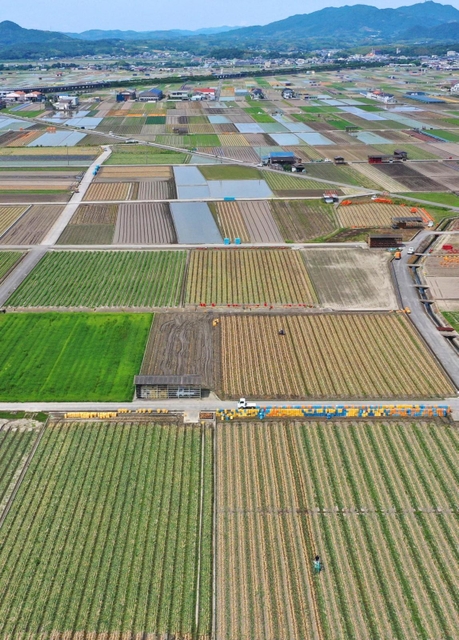 みずみずしいタマネギの青葉、収穫後の大地、水が張られた田んぼなど色とりどりの大地が広がる＝南あわじ市榎列小榎列（小型無人機で撮影）