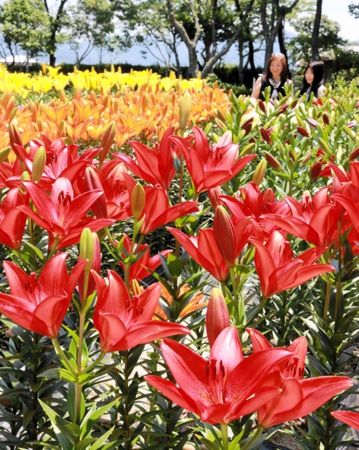 色鮮やかに咲き誇るユリ＝篠山玉水ゆり園