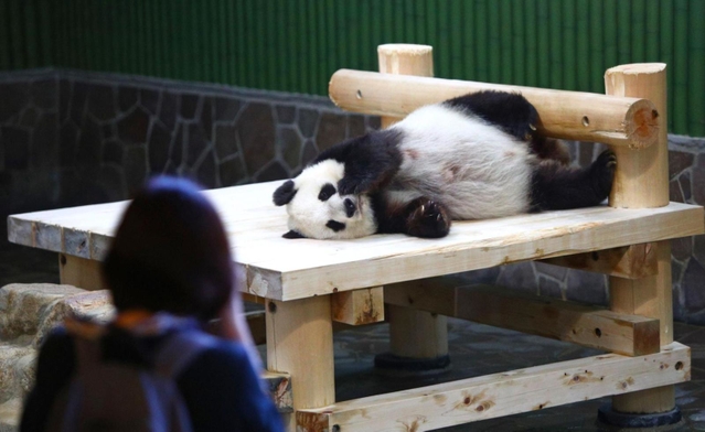 約２カ月ぶりに再開した王子動物園。タンタンも来園者との再会を喜ぶポーズ？＝２１日午前、王子動物園（撮影・鈴木雅之）
