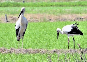 今年初めて巣立ちが確認されたコウノトリのひなの１羽（右）と親鳥の雄＝豊岡市赤石（県立コウノトリの郷公園提供）