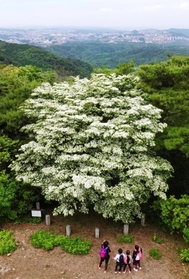 緑が広がる山上で真っ白に輝くヤマボウシ＝神戸市灘区摩耶山町、摩耶山天上寺