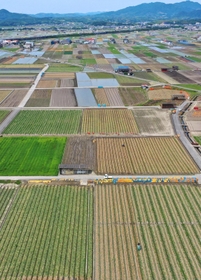 みずみずしいタマネギの青葉、収穫後の大地、水が張られた田んぼなど色とりどりの大地が広がる＝南あわじ市榎列小榎列（小型無人機で撮影）