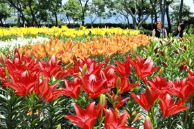 色鮮やかに咲き誇るユリ＝篠山玉水ゆり園