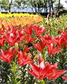 色鮮やかに咲き誇るユリ＝篠山玉水ゆり園