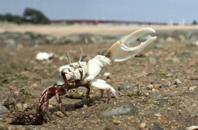 大きなはさみを振って求愛行動をするハクセンシオマネキ＝西宮市大浜町