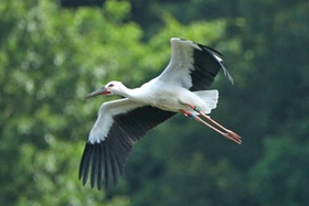 巣を離れて飛ぶコウノトリのひな＝１４日午後、淡路市内（撮影・鈴木雅之）